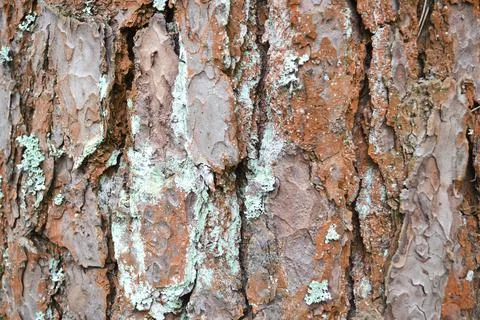 Texture of red pine bark with moss in close-up Stock Photos