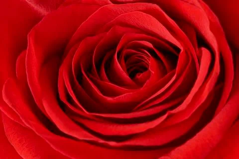 The texture red rose petals macro Stock Photos