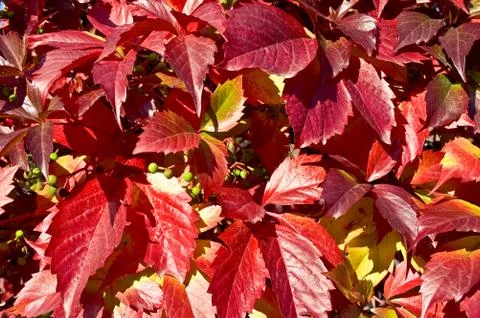 The texture of red vine leaves Stock Photos