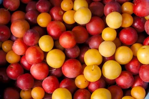Texture of red-yellow cherry plum Stock Photos