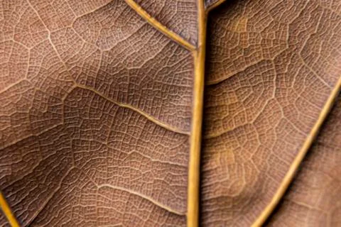 Texture - reverse dry leaf of ficus lyrata in color with its ribs Stock Photos
