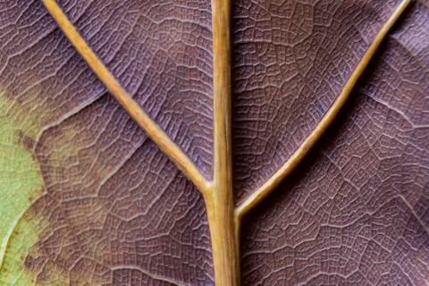 Texture - reverse dry leaf of ficus lyrata in color with its ribs Stock Photos