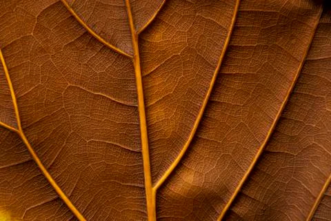 Texture - reverse dry leaf of ficus lyrata in color with its ribs Stock Photos