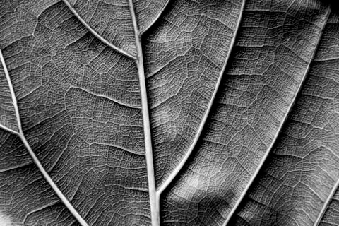 Texture - reverse dry leaf of ficus lyrata in color with its ribs Stock Photos