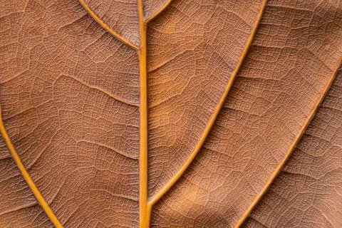 Texture - reverse dry leaf of ficus lyrata in color with its ribs Stock Photos