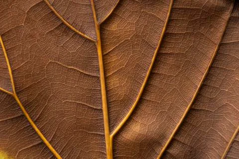 Texture - reverse dry leaf of ficus lyrata in color with its ribs Stock Photos
