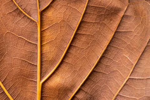 Texture - reverse dry leaf of ficus lyrata in color with its ribs Stock Photos