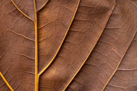 Texture - reverse dry leaf of ficus lyrata in color with its ribs Stock Photos