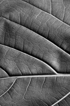 Texture - reverse dry leaf of ficus lyrata in color with its ribs black and w Stock Photos