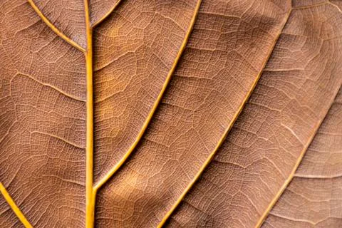 Texture - reverse dry leaf of ficus lyrata in color with its ribs Stock Photos