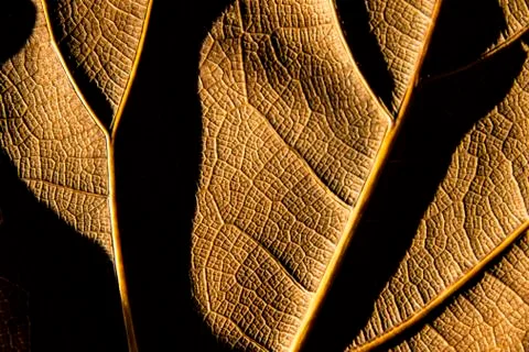 Texture - reverse dry leaf of ficus lyrata in color with its ribs with shadow Stock Photos