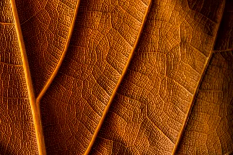 Texture - reverse dry leaf of ficus lyrata in color with its ribs Stock Photos