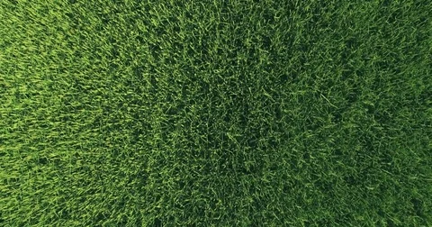 The texture of a rice field Stock Footage 79653326