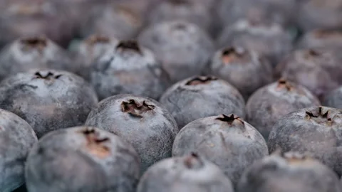 Texture of ripe blueberries close-up Stock Footage 170393135