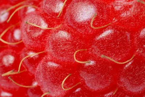 Texture of ripe raspberry as background, macro view. Fresh berry Foto stock