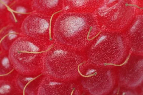 Texture of ripe raspberry as background, macro view. Fresh berry Stock Photos