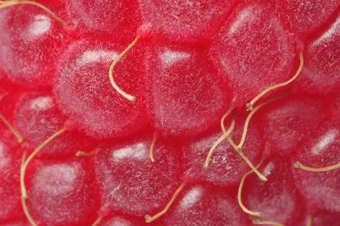 Texture of ripe raspberry as background, macro view. Fresh berry Foto stock