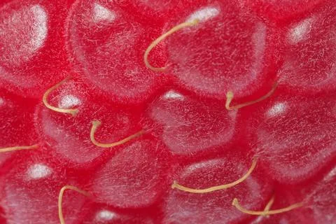 Texture of ripe raspberry as background, macro view. Fresh berry Foto stock