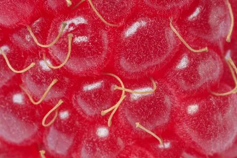 Texture of ripe raspberry as background, macro view. Fresh berry Stock Photos