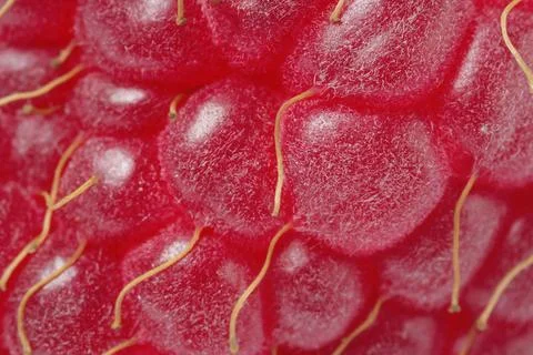 Texture of ripe raspberry as background, macro view. Fresh berry 스톡 사진