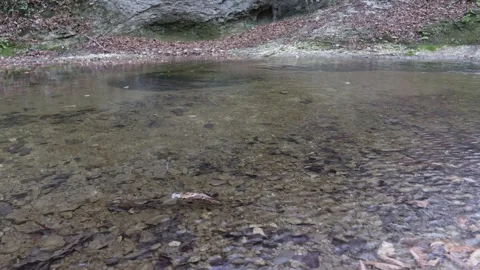 The texture of the riverbank with a stone bed and a leisurely flow, autumn park Stock Footage 258967801
