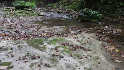 The texture of the riverbank with a stone bed and a leisurely flow, autumn park Stock Footage 259200703