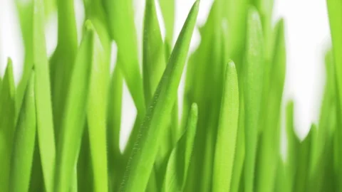 A texture of a rotating bright green grass on a white background Stock Footage 91663588