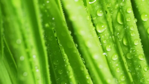 Texture of a rotating bright green grass with drops of morning dew Stock Footage 91664876
