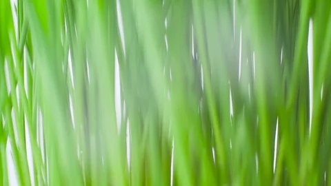 Texture of a rotating bright green grass on a white background. Stock Footage 104844410