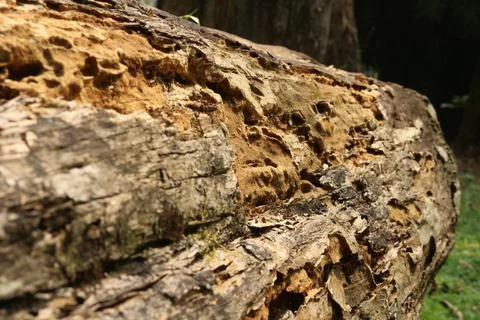 Texture of a rotten log Stock Photos