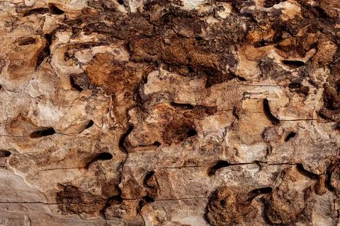 Texture of rotten tree bark Stock Photos