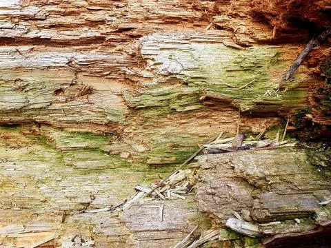 The texture of rotten wood. Old tree close-up Stock Photos