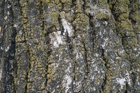 Texture of rough old tree bark surface with natural grooves and lichen patches. Stock Photos