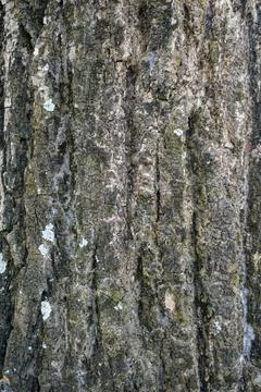 Texture of rough old tree bark surface with natural grooves and lichen patches. Stock Photos