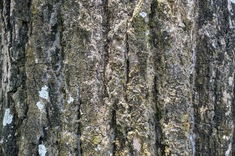 Texture of rough old tree bark surface with natural grooves and lichen patches. Stock Photos