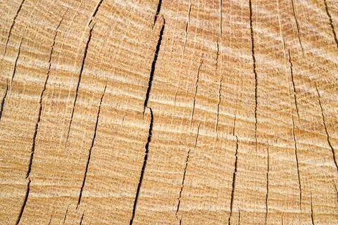 Texture of rough surface felled oak tree with annual rings. Concept of long l Stock Photos