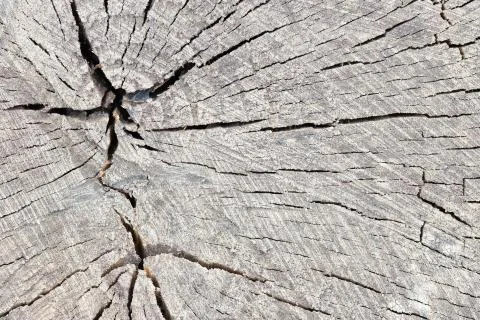 Texture of rough surface felled tree cracked weathered with annual rings and  Foto stock