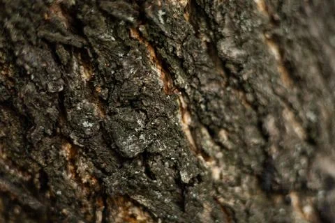 Texture of rough tree bark close-up Stock Photos