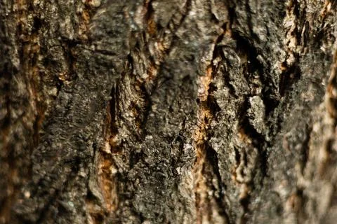 Texture of rough tree bark close-up Stock Photos