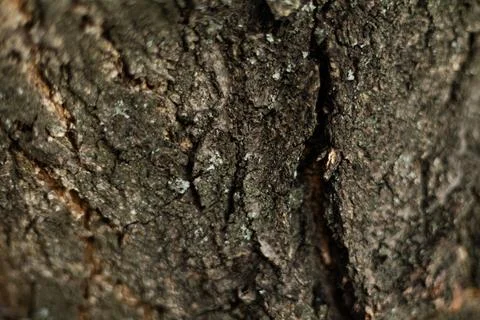 Texture of rough tree bark close-up Foto stock