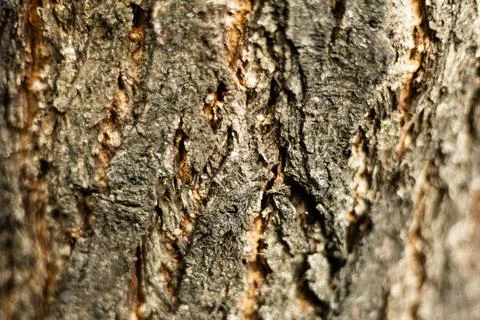 Texture of rough tree bark close-up Foto stock