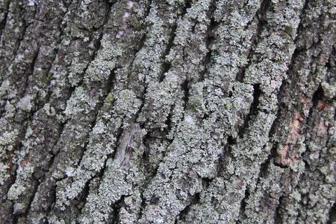 Texture of rough tree bark covered with lichen in natural setting Stock Photos