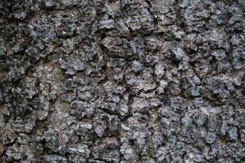 Texture of rough tree skin surface. Texture of rough tree skin surface closeu Stock Photos