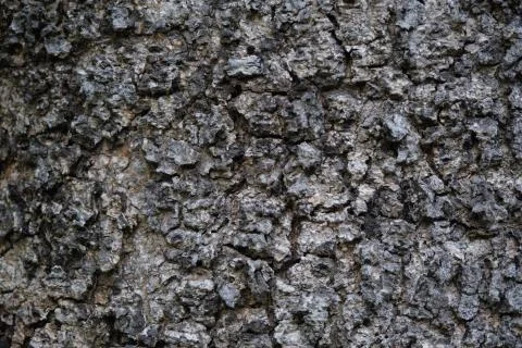 Texture of rough tree skin surface. Texture of rough tree skin surface closeu Stock Photos
