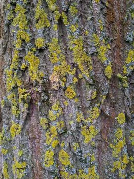 Texture of rough willow tree bark with lichen growth Stock Photos