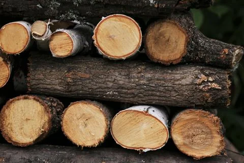 Texture of round logs of pine background Stock Photos