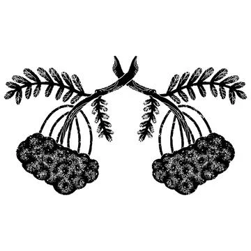 Texture rowan branches. Graphics, stylization, linocut. Vector element. Stock Illustration