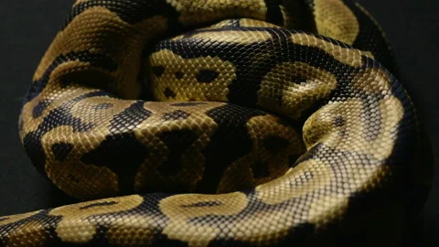 Texture of royal python's snakeskin Stock-Footage 90341071