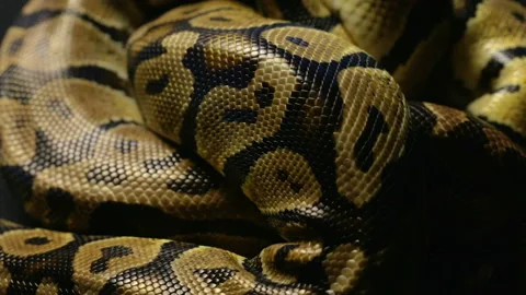 Texture of royal python's snakeskin in shadow Stock-Footage 88678005
