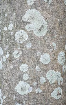 Texture of rubber tree, close up.. Stock Photos